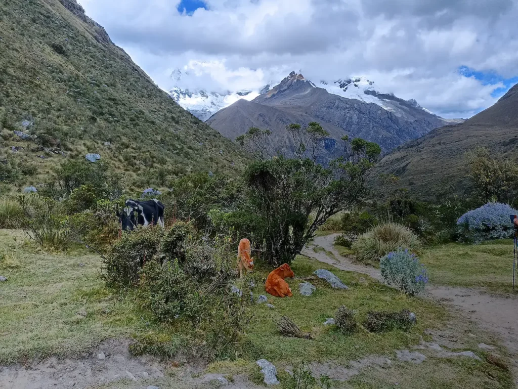 Campo Base Pisco - Laguna 69 (4)