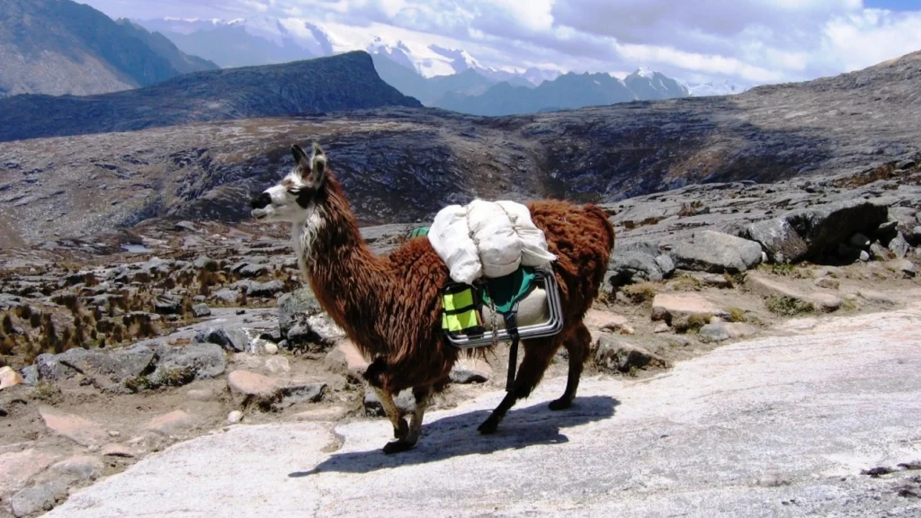 Cedros-Alpamayo (14)