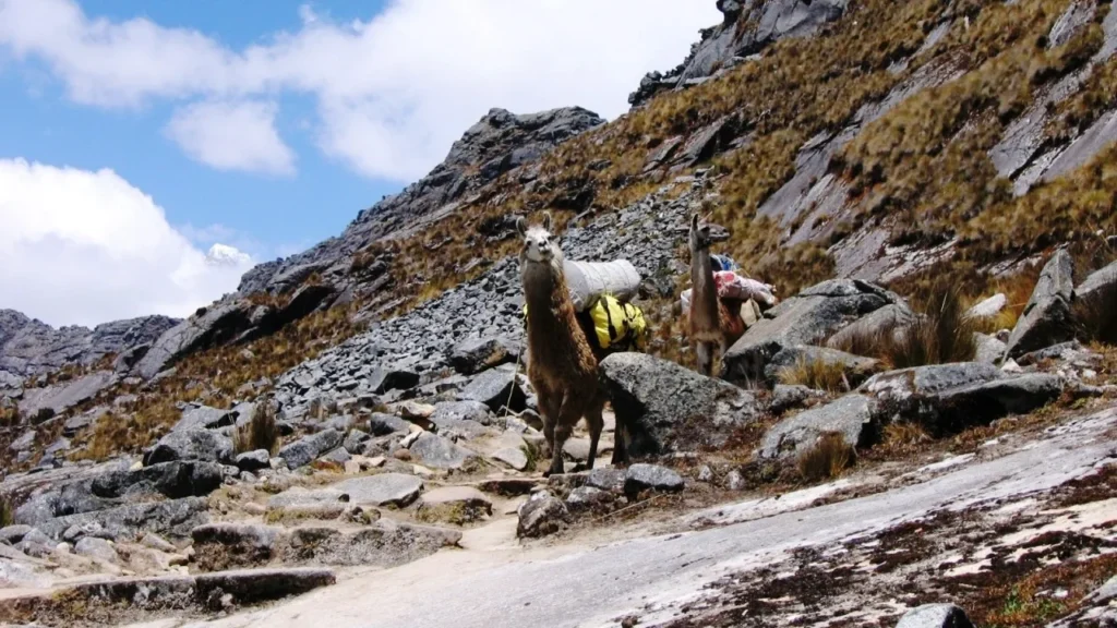 Cedros-Alpamayo (17)