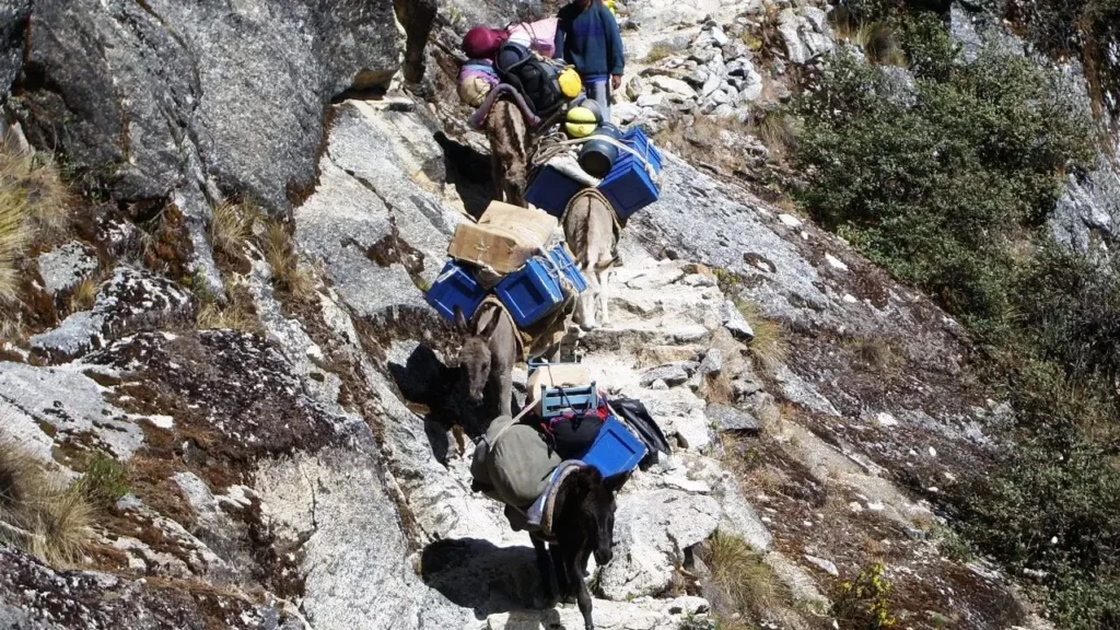 Cedros-Alpamayo (22)