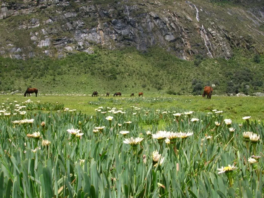 Quilcayhuanca - Ishinca (1)