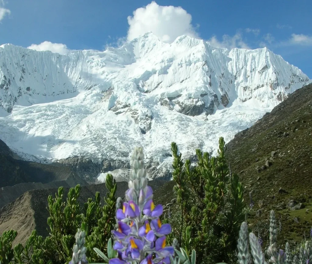 Quilcayhuanca - cojup (3)