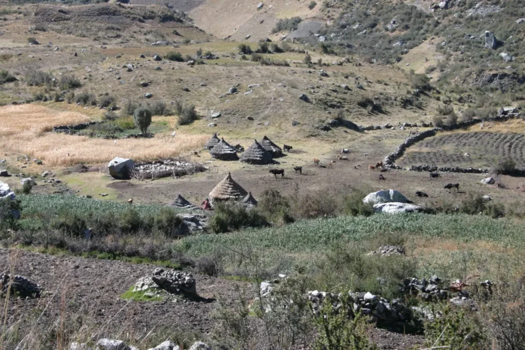 Quilcayhuanca - cojup (4)